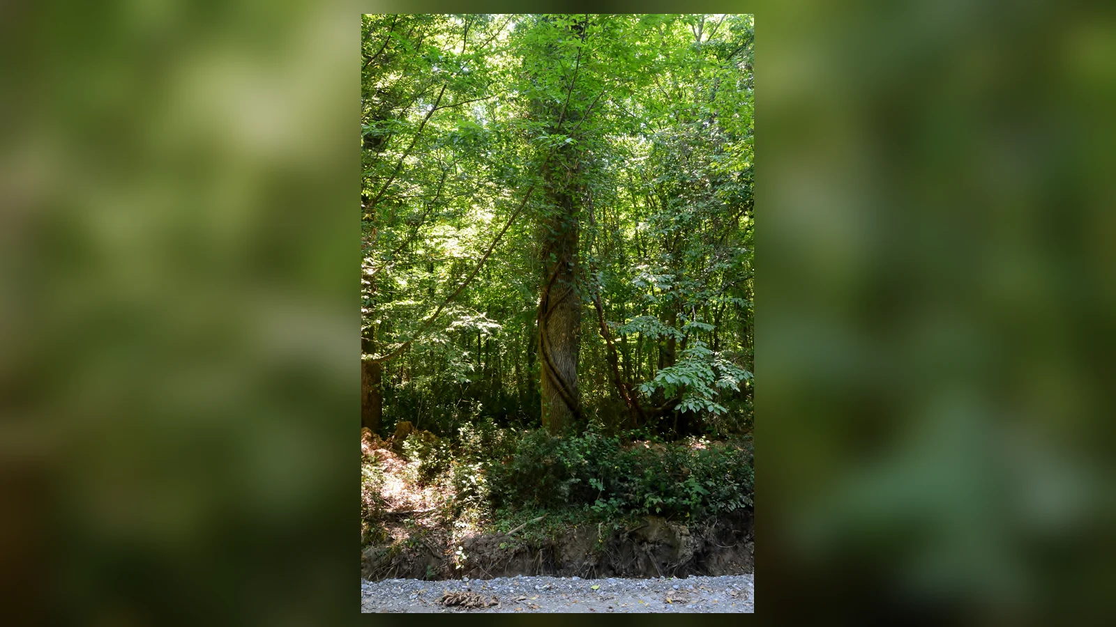 İğneada Longoz Ormanları Millî Parkı
