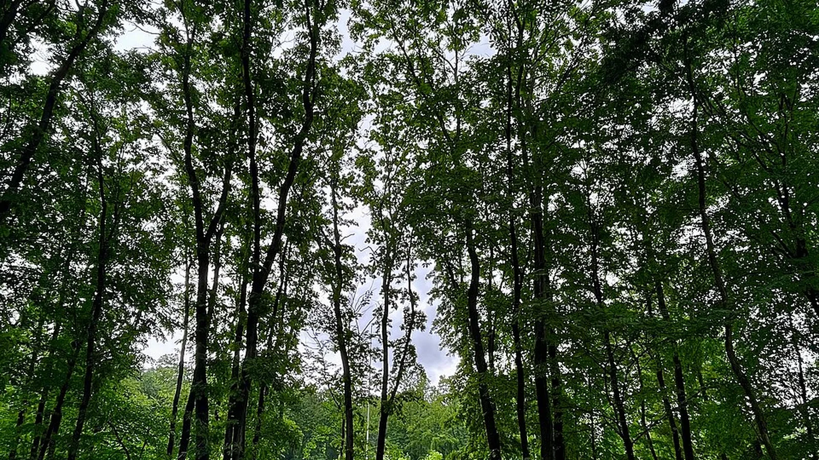 Ormanya gerçek orman fotoğrafı