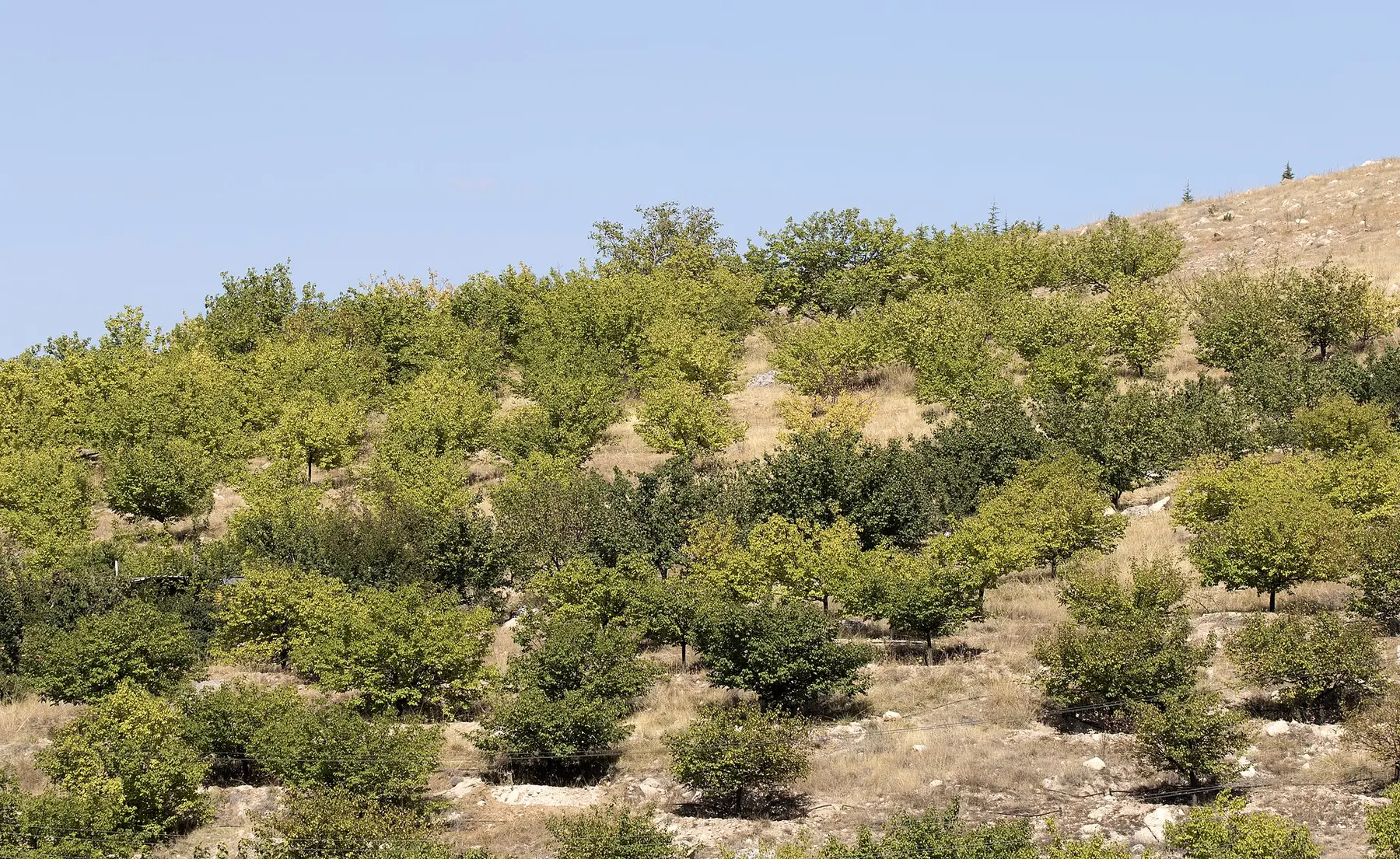 Malatya Kayısısı ve Bahçe Deneyimi