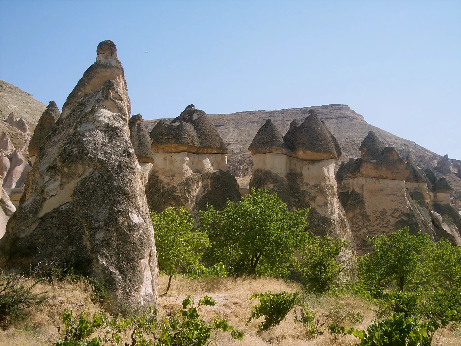 Paşabağları