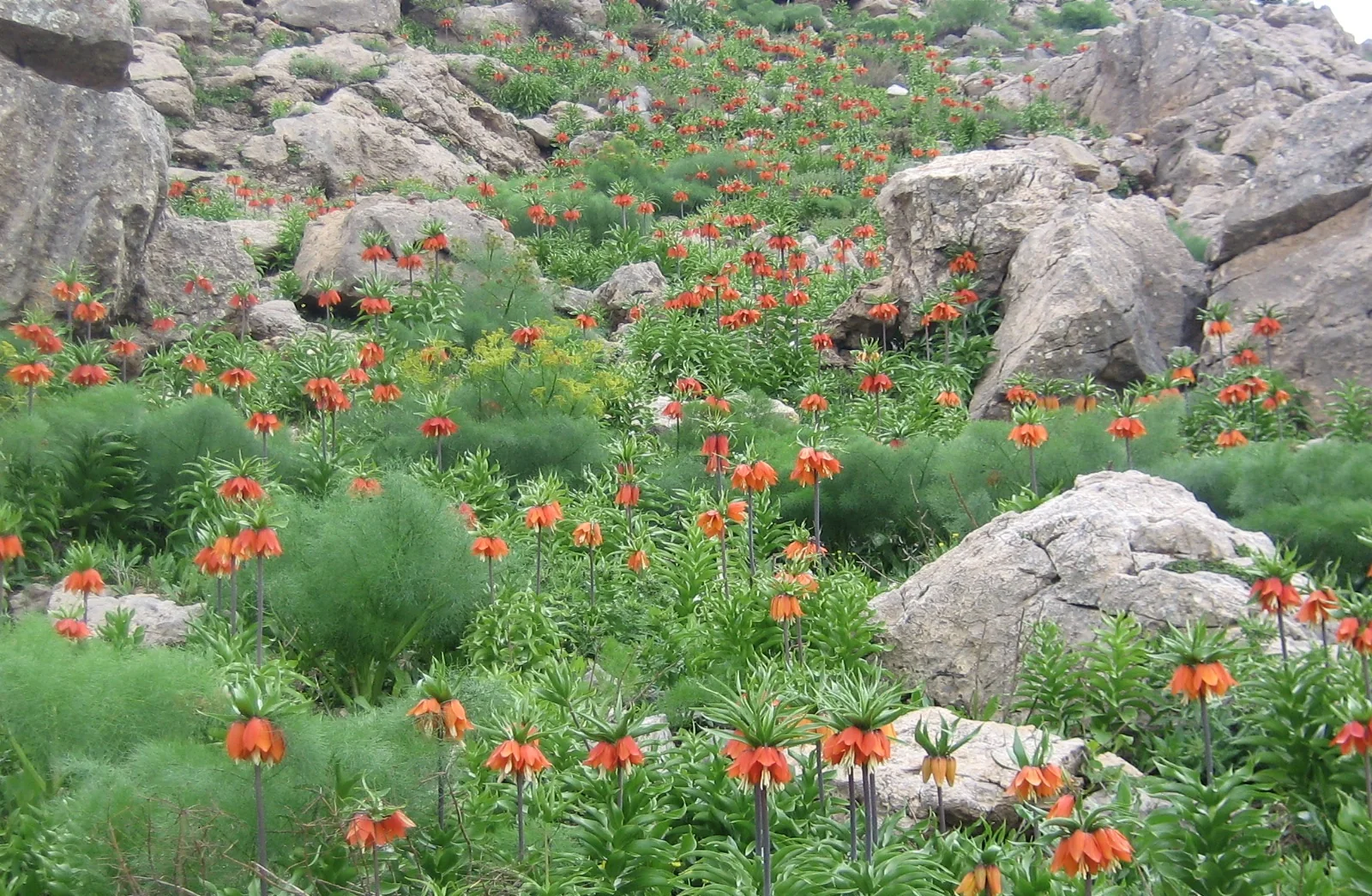 Siirt Şirvan yöresindeki ters laleler gerçek fotoğrafı